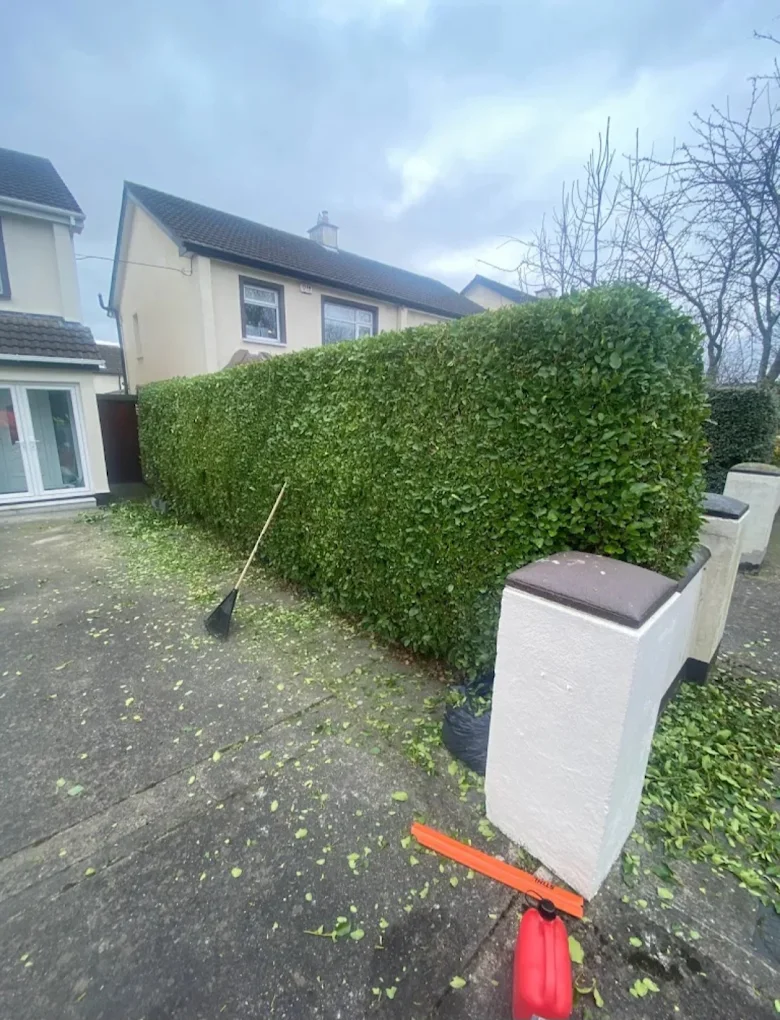 Professional hedge trimming